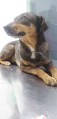 Docinho