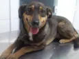 Docinho
