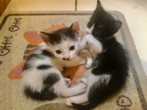 Gato raça SRD idade Abaixo de 2 meses nome Bia e Nina 