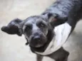 Nêgo