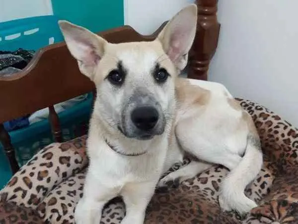 Cachorro ra a SRD idade 1 ano nome Cappuccino