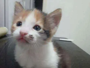 Gato raça SRD idade Abaixo de 2 meses nome Pintinha!