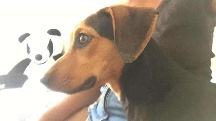 Cachorro ra a Bacet misturado idade 7 a 11 meses nome Ravena 