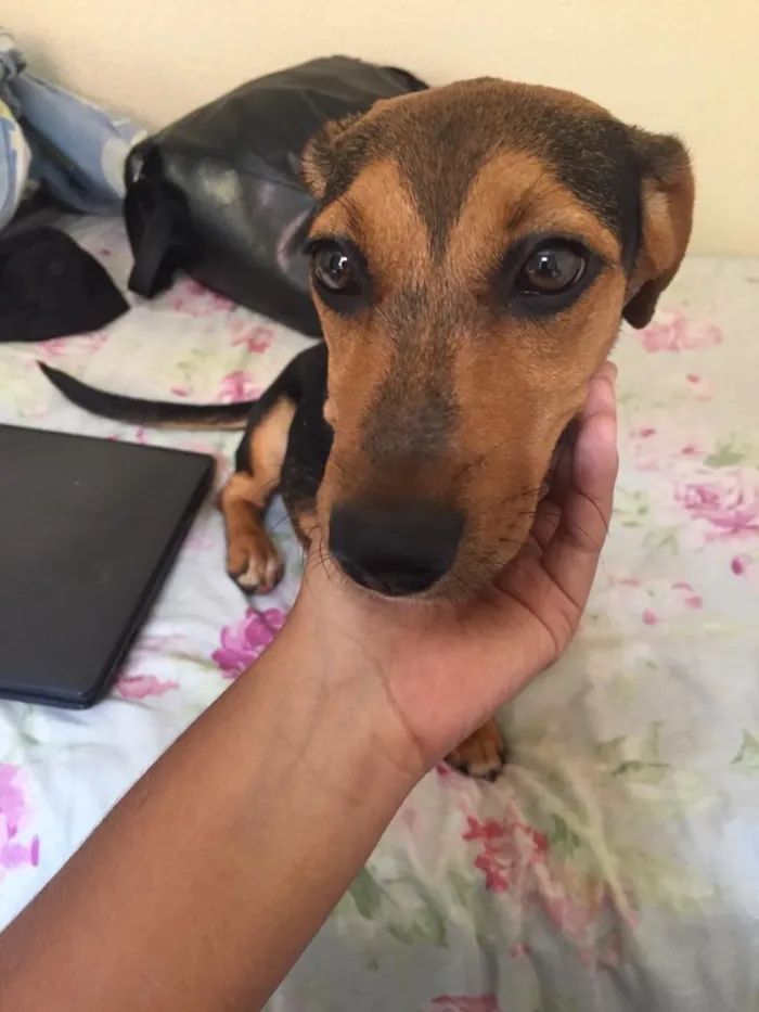 Cachorro ra a Bacet misturado idade 7 a 11 meses nome Ravena 