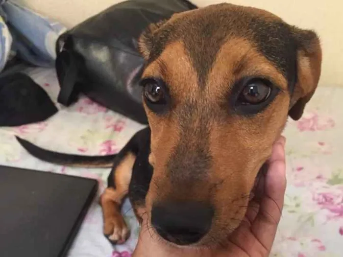 Cachorro ra a Bacet misturado idade 7 a 11 meses nome Ravena 