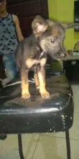 Pepita