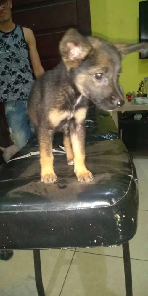 Cachorro raça Vira-lata mestiço idade Abaixo de 2 meses nome Pepita