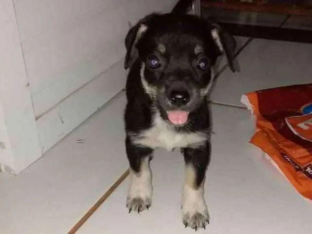 Cachorro raça vira lata idade Abaixo de 2 meses nome sem nome
