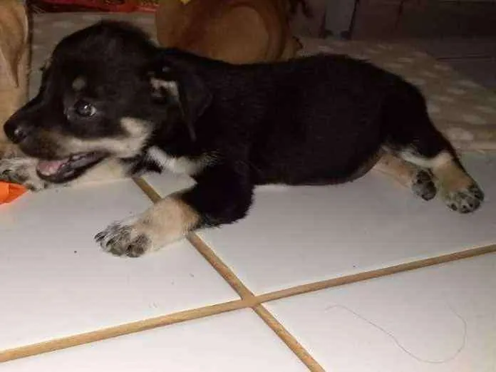 Cachorro raça vira lata idade Abaixo de 2 meses nome sem nome