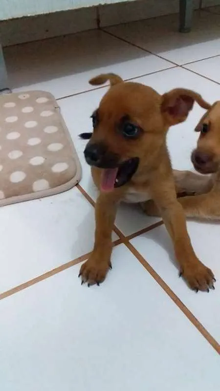 Cachorro raça vira lata idade Abaixo de 2 meses nome sem nome
