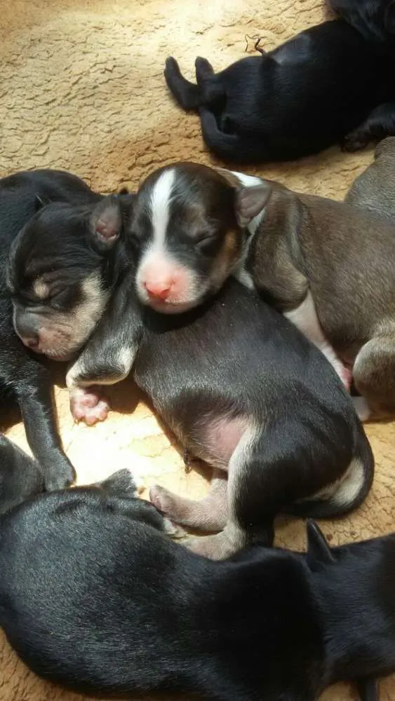 Gato ra a Pit Bull, sharpei e vira lata  idade Abaixo de 2 meses nome Leona 