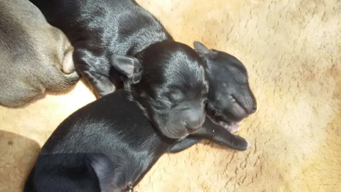 Gato ra a Pit Bull, sharpei e vira lata  idade Abaixo de 2 meses nome Leona 