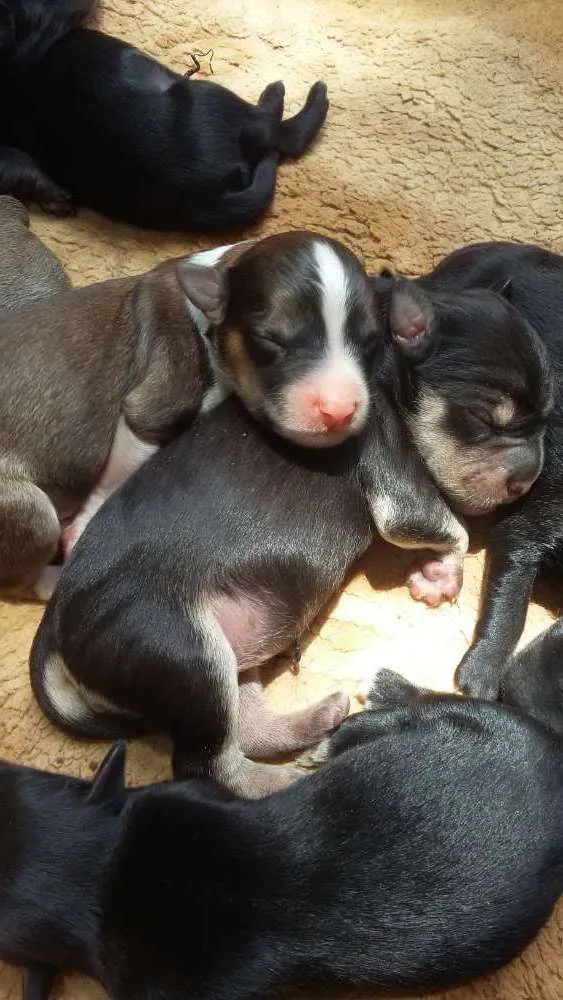 Gato ra a Pit Bull, sharpei e vira lata  idade Abaixo de 2 meses nome Leona 