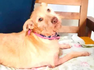 Cachorro raça Srd  idade 6 ou mais anos nome Meg