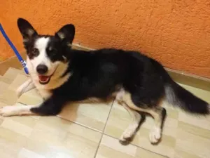 Cachorro raça Boder colie idade 3 anos nome Bruce