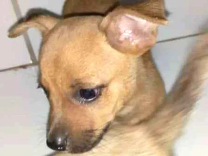 Cachorro raça vira lata idade Abaixo de 2 meses nome sem nome