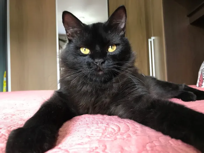 Gato ra a SRD idade 1 ano nome Maizena