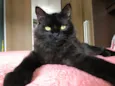 Maizena