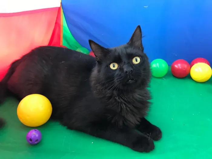 Gato ra a SRD idade 1 ano nome Maizena