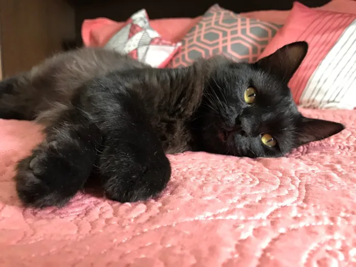 Gato ra a SRD idade 1 ano nome Maizena