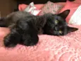 Maizena