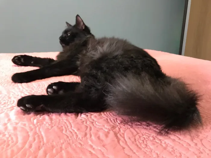 Gato ra a SRD idade 1 ano nome Maizena