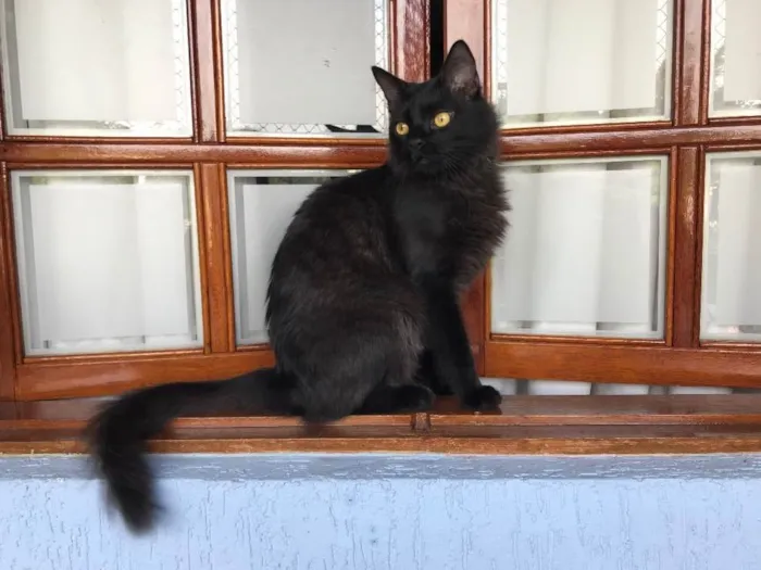 Gato ra a SRD idade 1 ano nome Maizena
