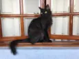 Maizena
