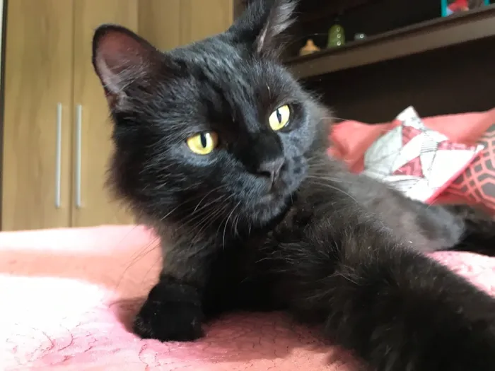 Gato ra a SRD idade 1 ano nome Maizena