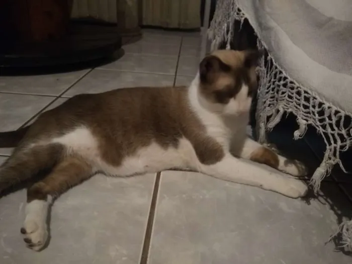 Gato ra a Não sei idade 7 a 11 meses nome Kojak e Ube