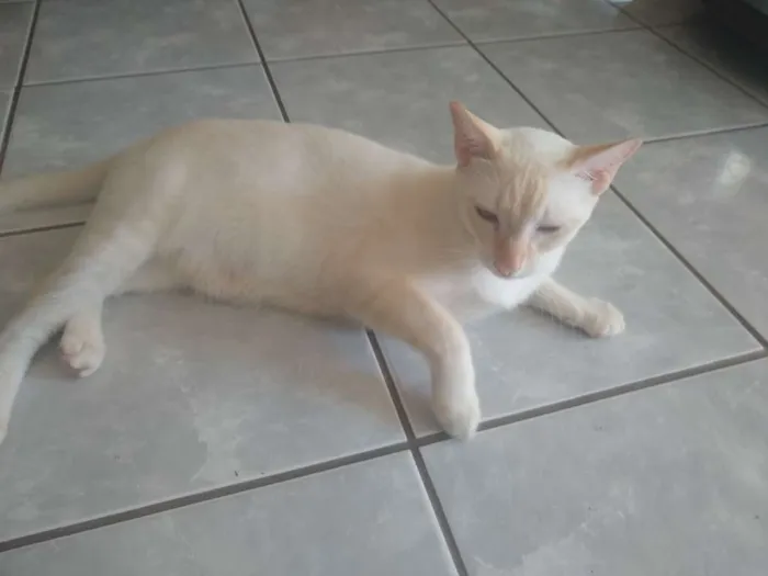 Gato ra a Não sei idade 7 a 11 meses nome Kojak e Ube