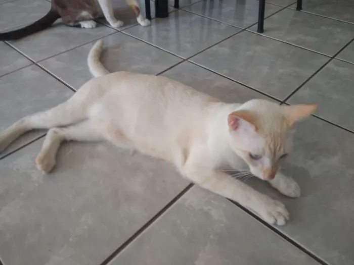 Gato ra a Não sei idade 7 a 11 meses nome Kojak e Ube