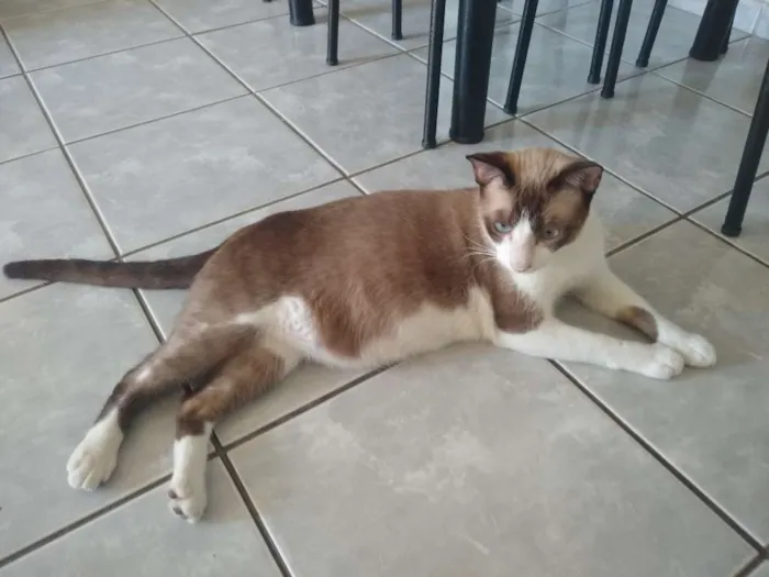 Gato ra a Não sei idade 7 a 11 meses nome Kojak e Ube