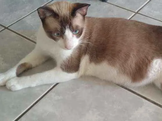 Gato ra a Não sei idade 7 a 11 meses nome Kojak e Ube