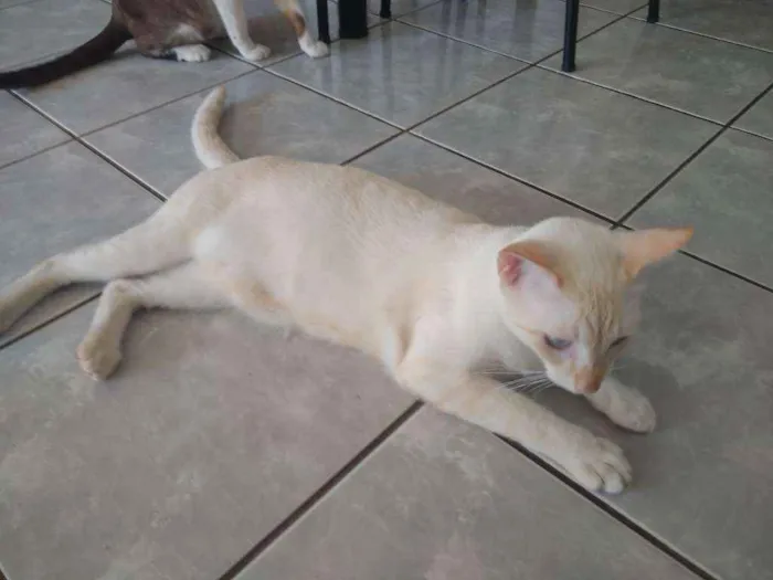 Gato ra a Não sei idade 7 a 11 meses nome Kojak e Ube