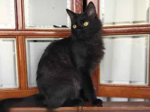 Gato raça SRD idade 1 ano nome Maizena