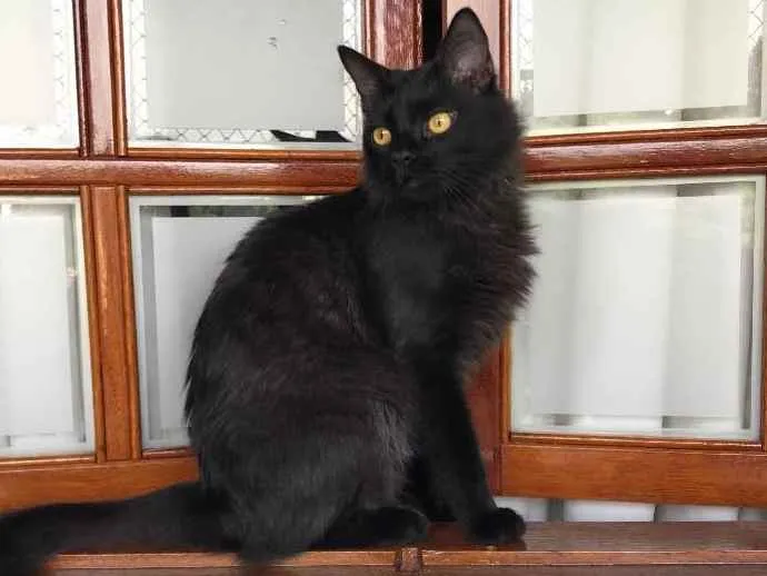 Gato ra a SRD idade 1 ano nome Maizena