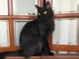 Maizena