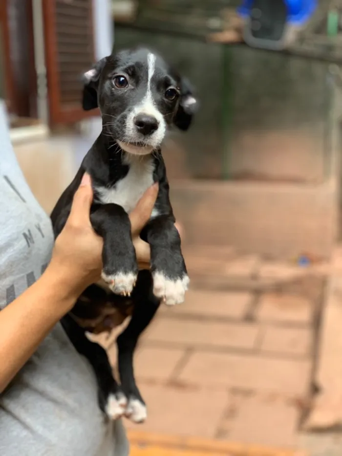 Cachorro ra a Srd idade  nome Linus