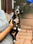 Linus
