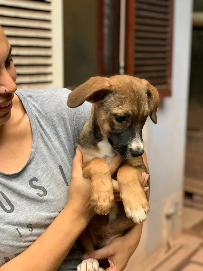 Cachorro raça Srd idade  nome Narizinho 