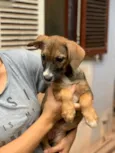 Cachorro raça Srd idade  nome Narizinho 