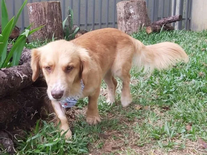 Cachorro ra a srd idade 1 ano nome Caramelo