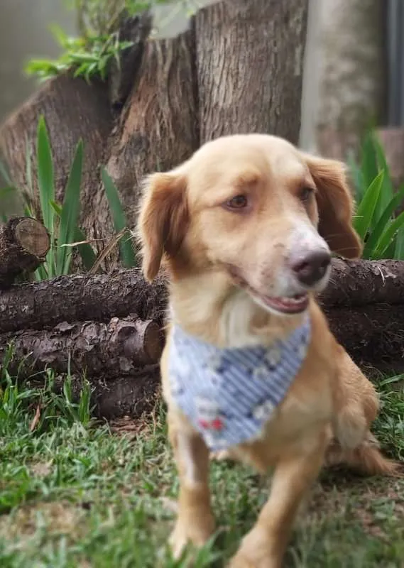 Cachorro ra a srd idade 1 ano nome Caramelo