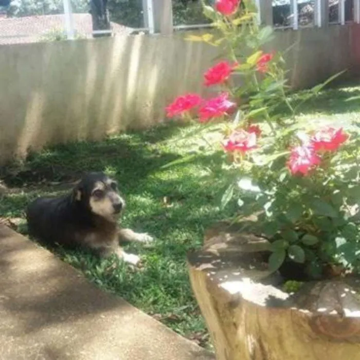 Cachorro ra a srd idade 4 anos nome Fred e Barney