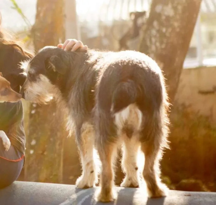 Cachorro ra a srd idade 4 anos nome Fred e Barney