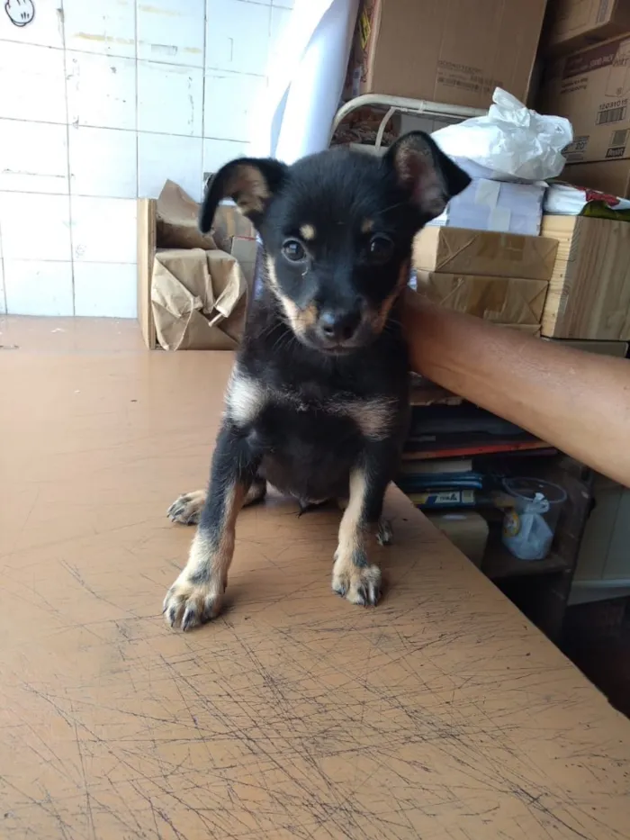 Cachorro ra a Sem raça definida idade 2 a 6 meses nome Sem nome