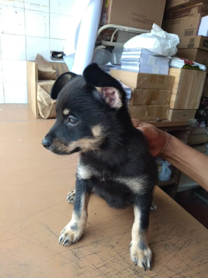 Cachorro ra a Sem raça definida idade 2 a 6 meses nome Sem nome