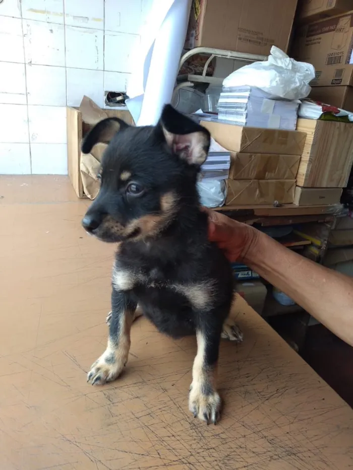 Cachorro ra a Sem raça definida idade 2 a 6 meses nome Sem nome