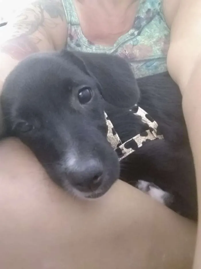 Cachorro ra a Srd idade 2 a 6 meses nome Tuinha